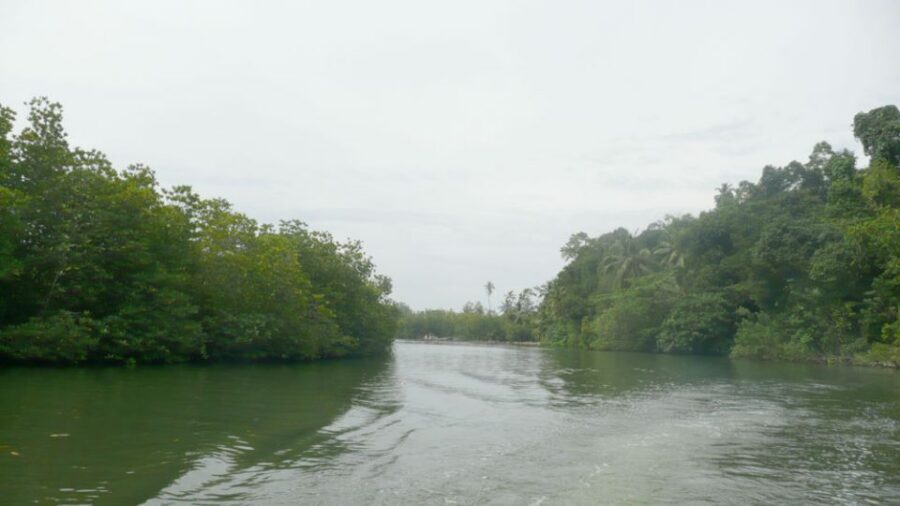 West coast Beach, River Mangroves lagoon, Wildlife boat Tour - Birds, lizards, and the crocodile question (how to think about it)