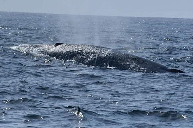 Whale & Dolphin Watching Day Tour including Handunugoda Teafactory - Handunugoda Teafactory: What I’d Confirm Before You Go
