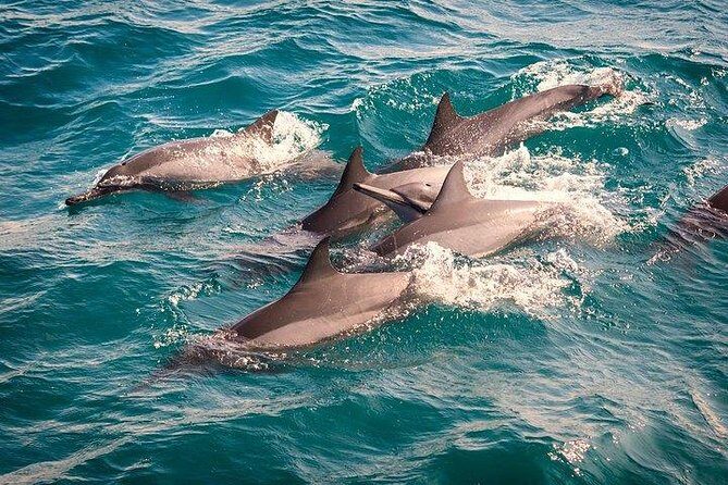 Whale & Dolphin Watching Day Tour including Handunugoda Teafactory - Mirissa Beach Boat Session: How Whale and Dolphin Spotting Works