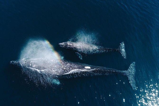 Whale Watching Experience in Mirissa - Key highlights I’d plan around