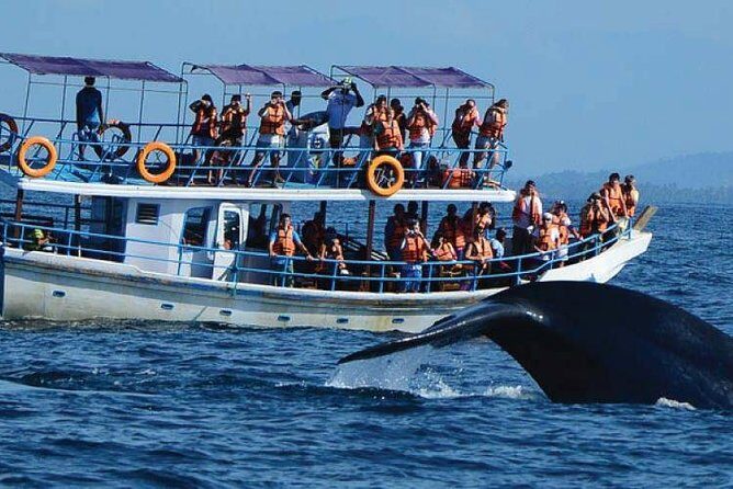 Whale Watching Experience in Mirissa - The hunt itself: what species you’re actually looking for