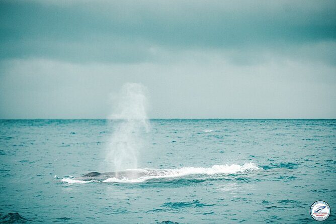Whale Watching Mirissa Ultimate Tour in Sri Lanka with Breakfast - Why Mirissa is such a whale magnet