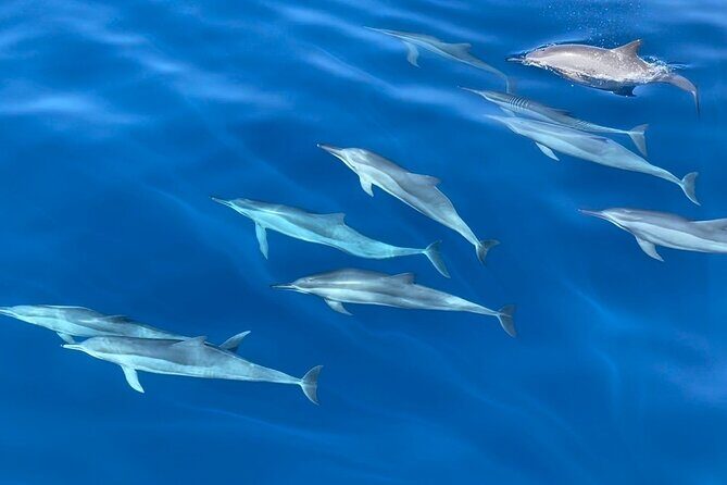 Whale Watching Mirissa Ultimate Tour in Sri Lanka with Breakfast - What you might see: the species list that actually sounds believable
