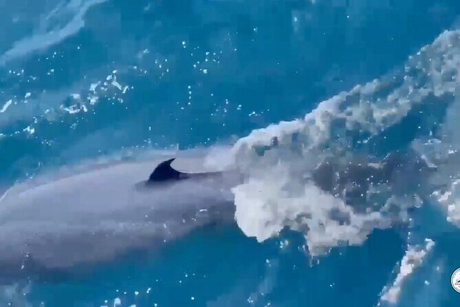 Whale Watching Mirissa Ultimate Tour in Sri Lanka with Breakfast - Responsible whale watching and safety you can feel