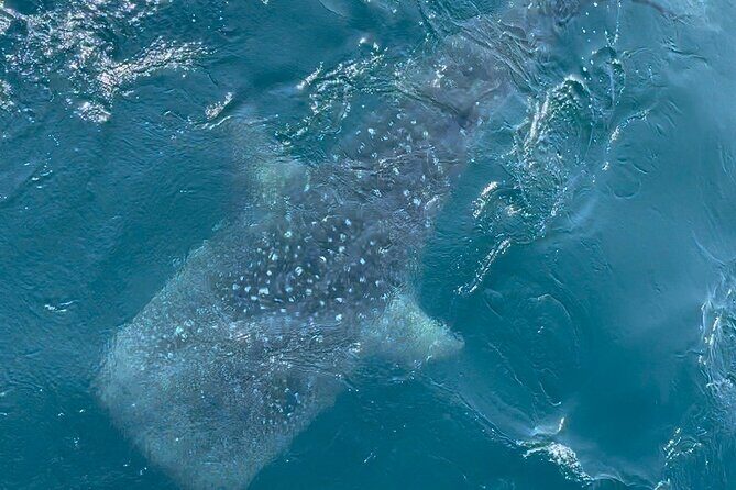 Whale Watching Mirissa Ultimate Tour in Sri Lanka with Breakfast - The main drawback: early departures and how to avoid seat stress