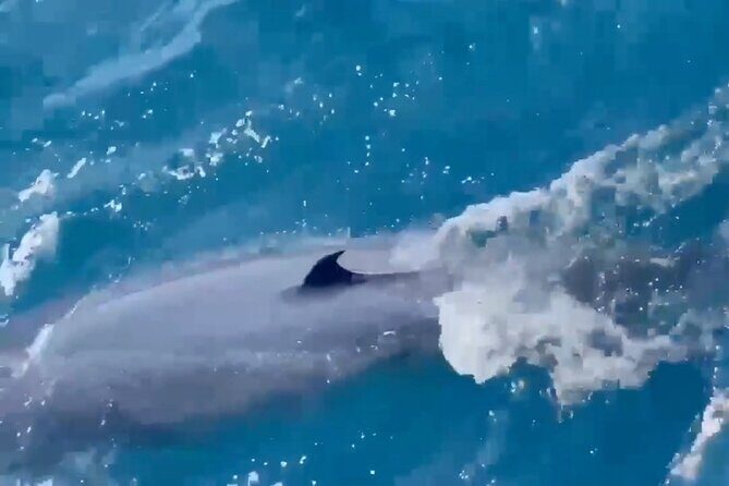 Whale Watching Mirissa Ultimate Tour in Sri Lanka with Breakfast - Tips to make your whale watching day smoother