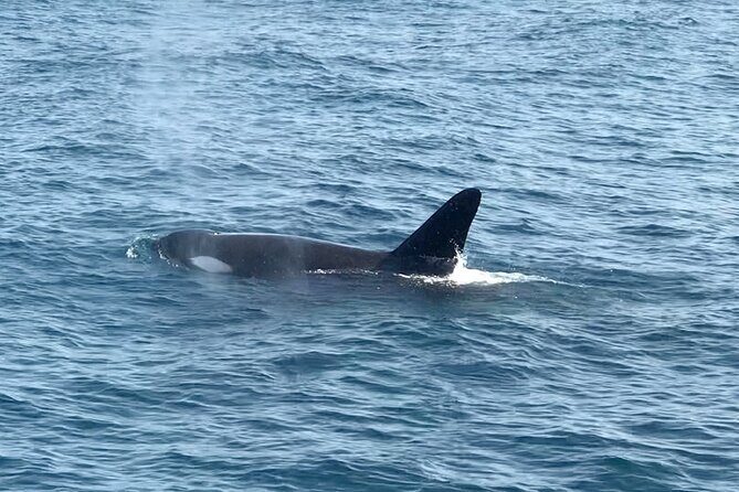 Whale Watching Mirissa Ultimate Tour in Sri Lanka with Breakfast - Breakfast onboard: more than a perk at sea