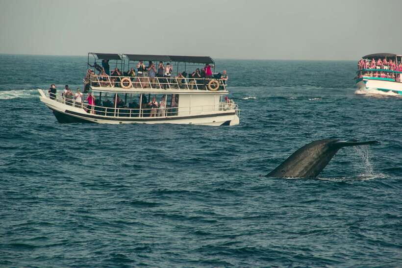 Whale Watching Tour with Transfers - Morning Transfers From Colombo Area: The Convenience Factor