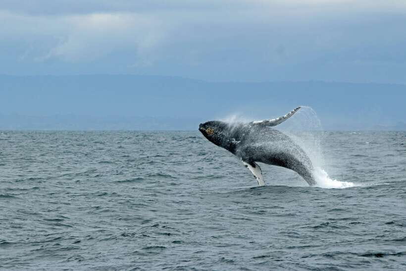 Whale Watching Tour with Transfers - The Wildlife Lineup: Blue Whales, Dolphins, and Other Surprise Encounters