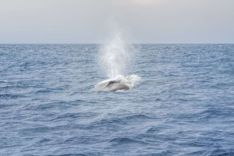Whale Watching Tour with Transfers - How the Marine Naturalist Talk Helps You Spot What Matters