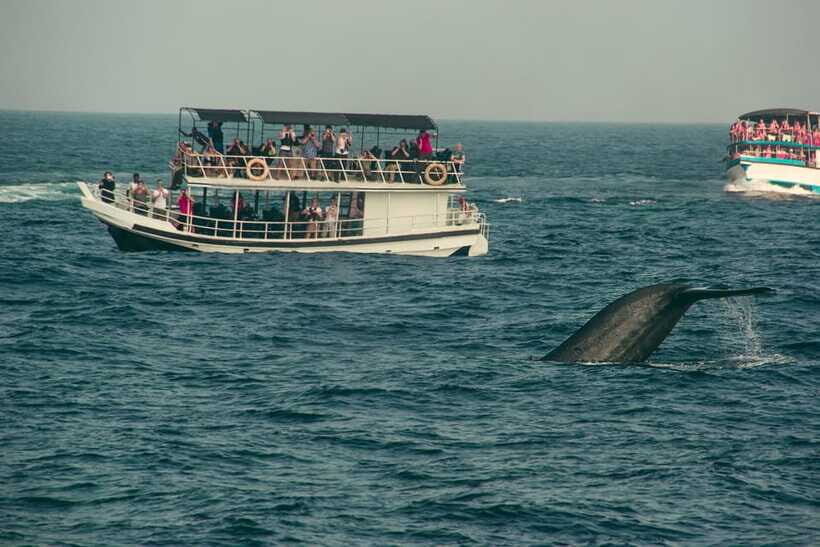 Whale Watching Tour with Transfers - Should You Book This Whale Watching Tour With Transfers?