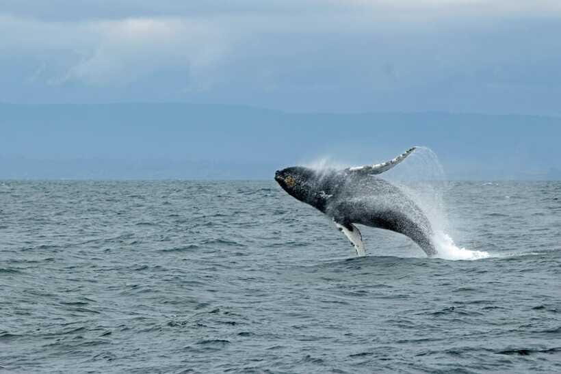 Whale Watching Tour with Transfers - FAQ