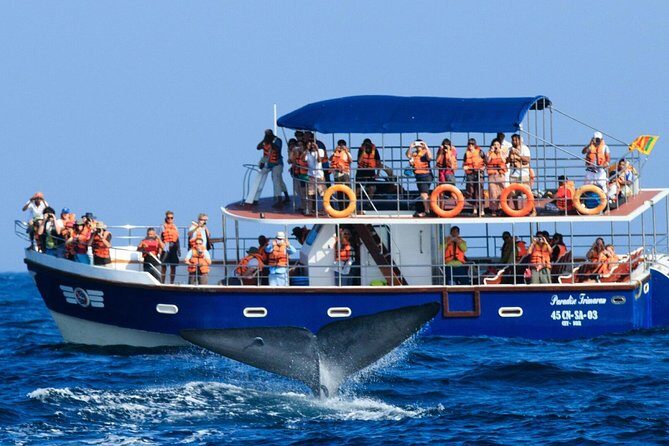 Whales and Dolphins Watching Mirissa - The Mirissa whale watching part: what you’re really signing up for