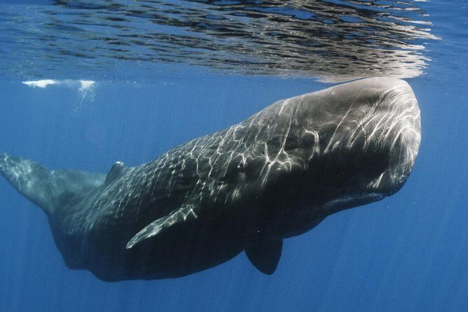 Whales and Dolphins Watching Mirissa - Galle Dutch Fort: turning sea time into actual wandering