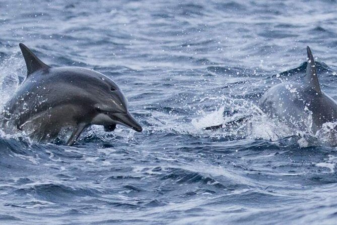 Whales and Dolphins Watching Mirissa - Snacks, refreshments, and lunch time: the comfort stuff that keeps the day sane