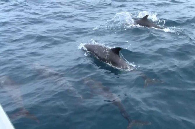 Whales and Dolphins Watching Mirissa - Price and value: $65 and the question of what you’re paying for