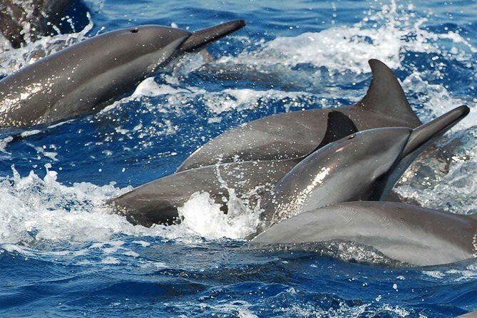 Whales and Dolphins Watching Mirissa - Driver and execution: why this tour tends to feel smooth