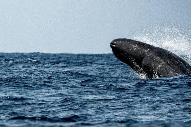 Whales and Dolphins Watching Mirissa - Who this tour fits best