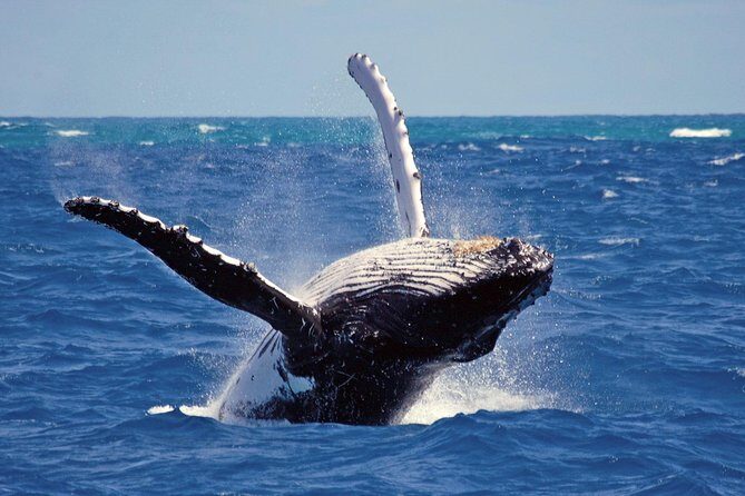 Whales and Dolphins Watching Mirissa - Moonstone Mines and Gem Palace: a 30-minute reality check on the hype