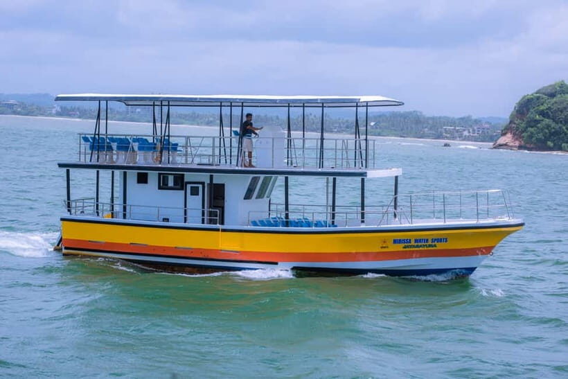 Whales & Dolphin Watching with The Pioneers - Key points before you go
