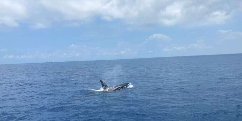 Whales & Dolphin Watching with The Pioneers - The Boat Ride Setup: Breakfast, Water, Fruit, and Washrooms