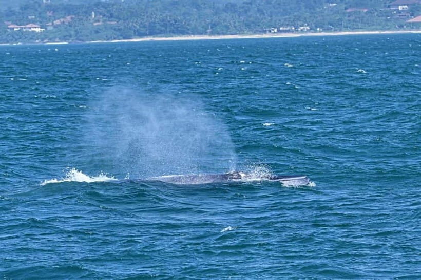 Whales & Dolphin Watching with The Pioneers - Price Check: Is $75 Good Value for a Morning at Sea?