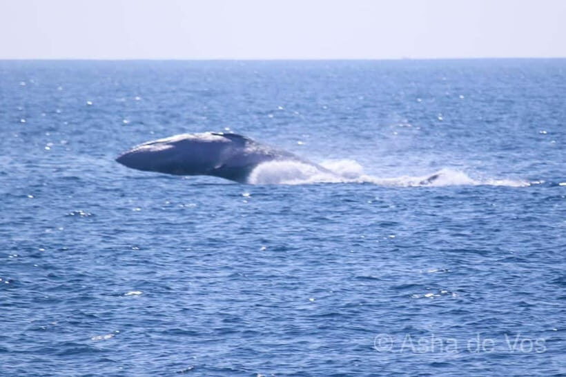 Whales & Dolphin Watching with The Pioneers - Should You Book Whales & Dolphin Watching with The Pioneers?