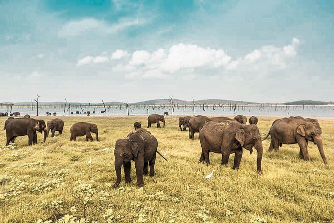 Wild Elephant Safari in Minneriya National Park - Key things to know before you go