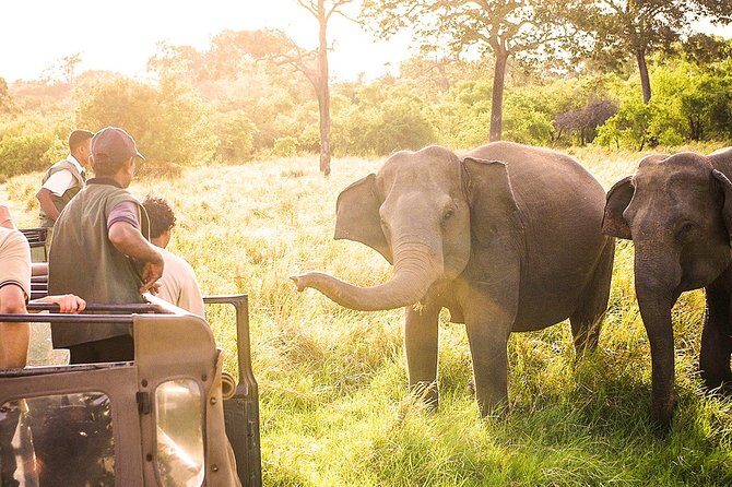 Wild Elephant Safari in Minneriya National Park - Stop-by-stop in Minneriya: forests, marshlands, scrub, and the reservoir lake