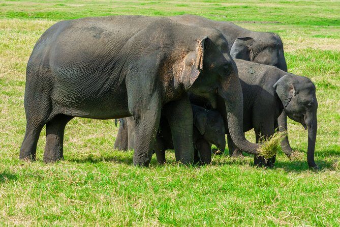 Wild Elephant Safari in Minneriya National Park - Wildlife odds and what time of day tends to mean