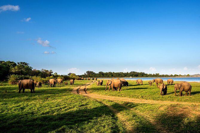 Wild Elephant Safari in Minneriya National Park - How the driver experience can make or break the trip