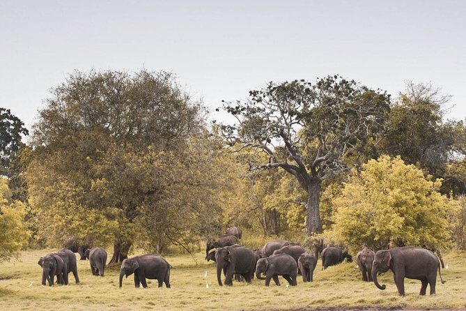 Wild Elephant Safari in Minneriya National Park - Private 4x4 safari setup: what your jeep does for your viewing