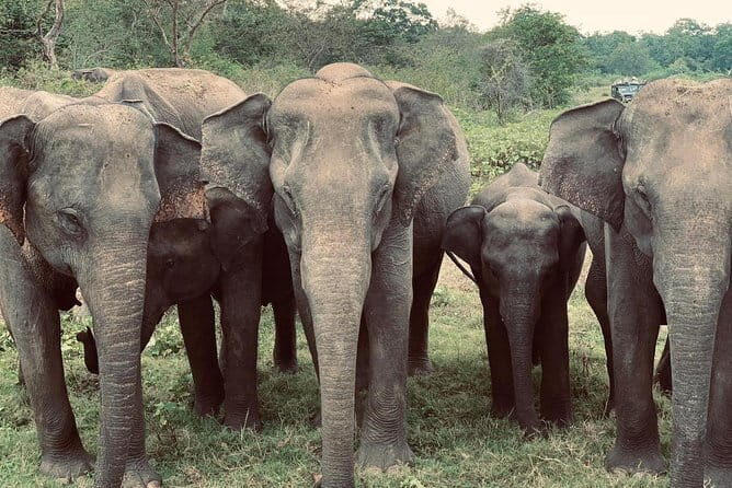 Wildlife Safari Yala National park - Stop 2 at Udawalawa Elephant Orphanage: seeing elephants up close