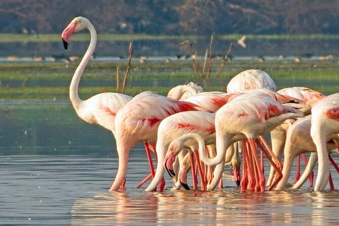 Wildlife Safari Yala National park - The drive between stops: Sri Lankan agriculture along the way