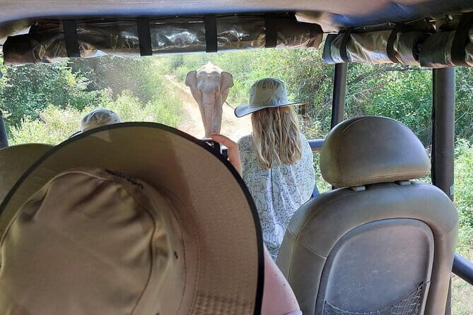 Wildlife Safari Yala National park - What the $160 price buys you (and where the value comes from)
