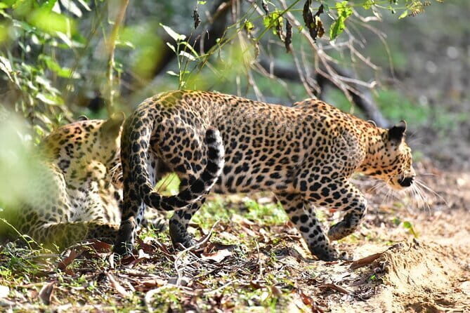 Wilpattu Half Day Safari From Anuradhapura - Key highlights you’ll actually care about