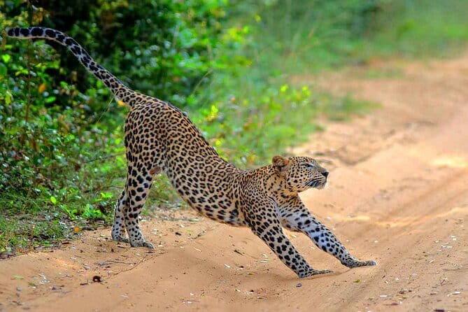 Wilpattu Half Day Safari From Anuradhapura - What the terrain means for leopard sightings (and why patience helps)