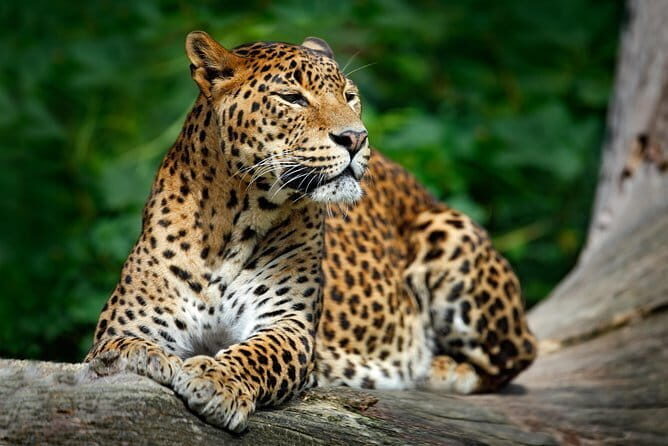 Wilpattu Half Day Safari From Anuradhapura - Price and value: what $73 buys you (and what it doesn’t)