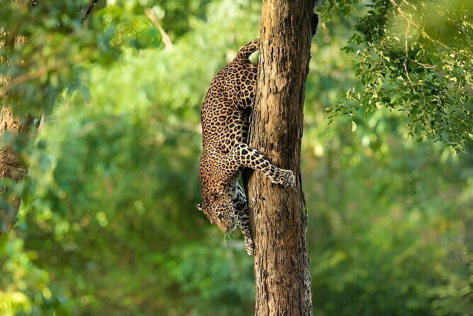 Wilpattu Half Day Safari From Anuradhapura - Road comfort from Anuradhapura (and why it’s worth asking)