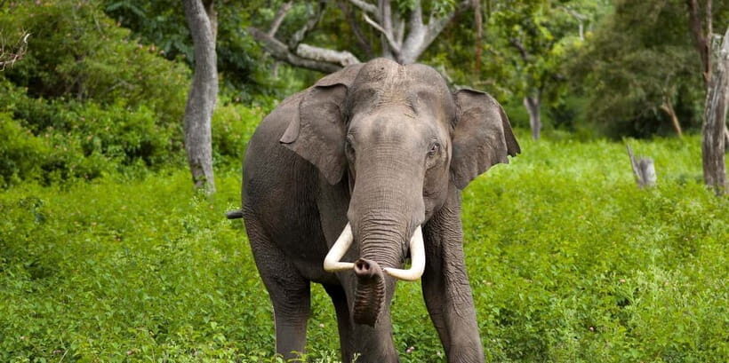 Wilpattu: Jeep Safari Day Tour From Sigiriya or Dambulla - Key Takeaways Before You Go