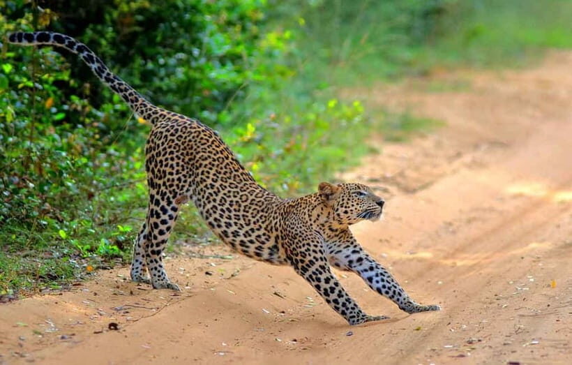 Wilpattu: Jeep Safari Day Tour From Sigiriya or Dambulla - Wilpattu by Jeep: Why This Feels Like Real Safari Time