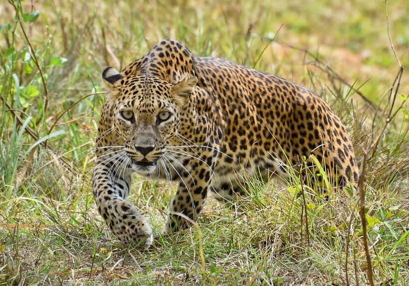 Wilpattu: Jeep Safari Day Tour From Sigiriya or Dambulla - Wildlife Odds: Elephants, Leopards, Deer, Birds, and the Wildcards