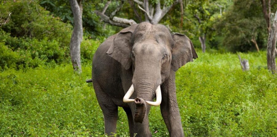 Wilpattu: Jeep Safari Day Tour From Sigiriya or Dambulla - Food, Coconut, and Small Perks That Actually Help