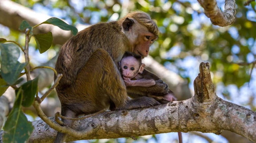 Wilpattu: Jeep Safari Day Tour From Sigiriya or Dambulla - Sigiriya or Dambulla Pickup: Picking the Easier Starting Point