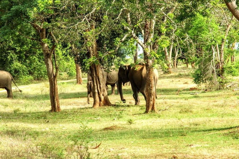 Wilpattu National park : Full day Safari (06:00am - 18:00pm) - What the day looks like, step by step