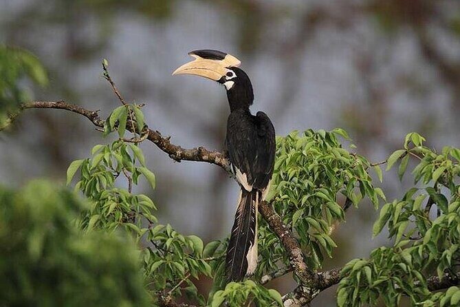 Wilpattu National Park Jeep Safari from Negombo / Waikkal (All Inclusive) - Getting from Negombo/Waikkal: logistics that matter for your comfort