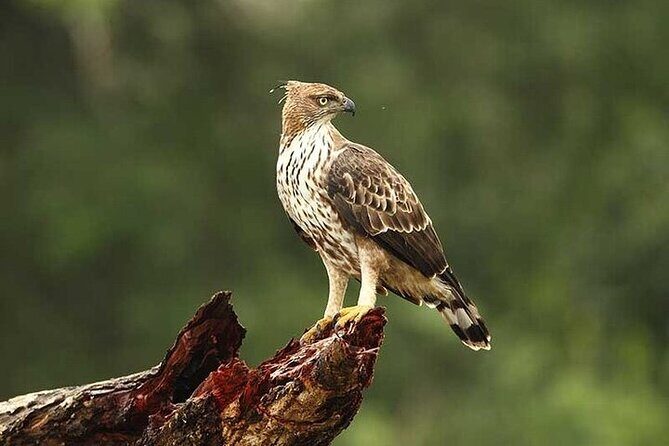 Wilpattu National Park Jeep Safari from Negombo / Waikkal (All Inclusive) - Price and value: is $152 per person a fair deal?