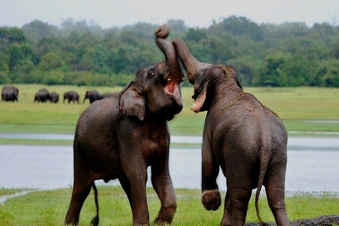 Wilpattu National Park Jeep Safari from Negombo / Waikkal (All Inclusive) - Who this Wilpattu safari is best for