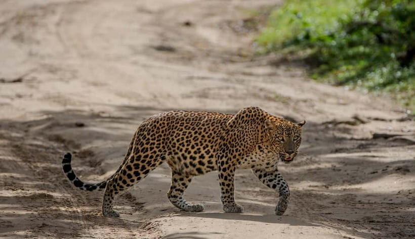 Wilpattu National park: Morning or Afternoon PRIVATE Safari - Key highlights to know before you go