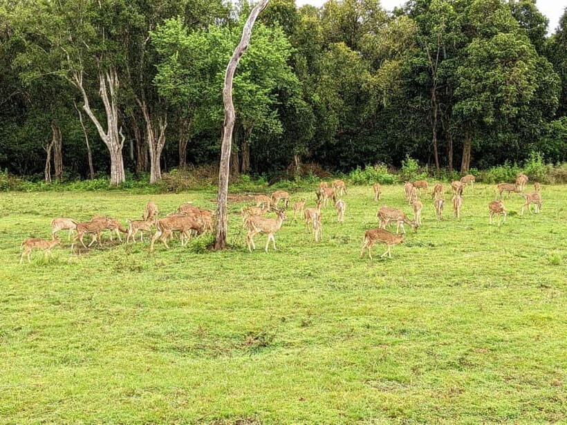 Wilpattu National park: Morning or Afternoon PRIVATE Safari - Who this private safari is for (and who should rethink it)